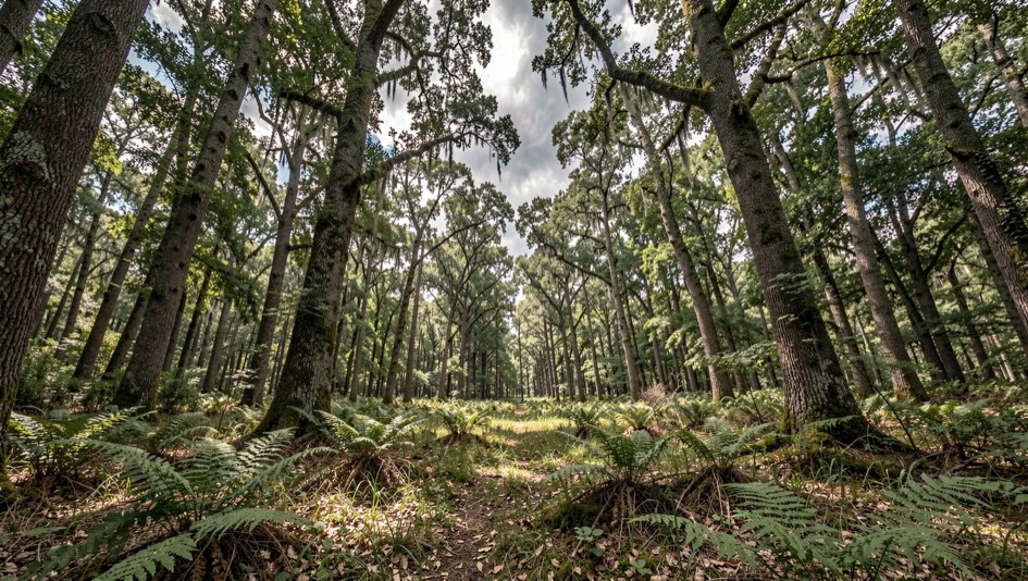 Promeneur aux jumelles sur un sentier