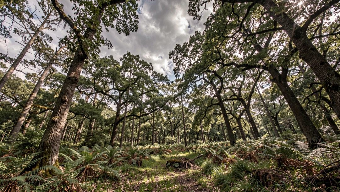 Sentier forestier en famille sous les chênes
